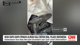 VIDEO: Ikan Sapu-Sapu Penuhi Aliran Kali Depan Mal Plaza Indonesia
