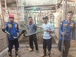 Piton 2,5 Meter Dievakuasi Usai Mangsa Ayam di Boyolali