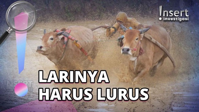 Mengenal Tradisi Pacu Jawi, Balapan Sapi yang Bikin Full Mandi Lumpur