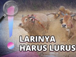 Mengenal Tradisi Pacu Jawi, Balapan Sapi yang Bikin Full Mandi Lumpur