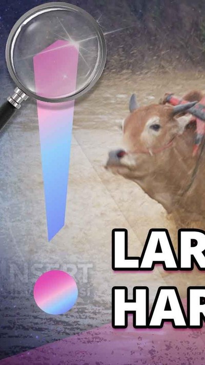 Mengenal Tradisi Pacu Jawi, Balapan Sapi yang Bikin Full Mandi Lumpur