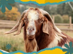 Mau Makan Kambing? Ini Bagian Daging Paling Bernutrisi yang Bisa Dicoba