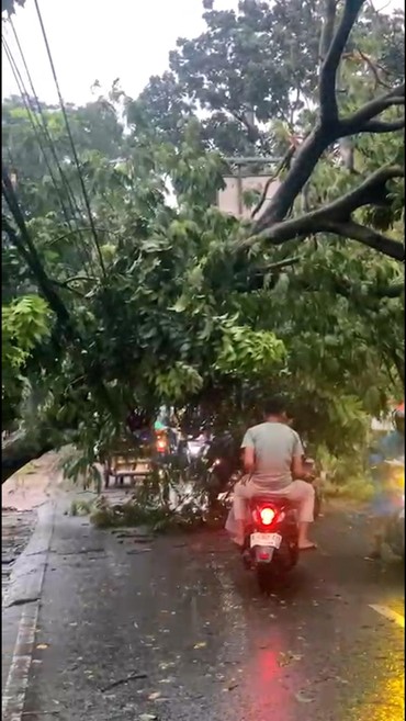 Penampakan Pohon Tumbang Halangi Akses Jalan di Cipayung