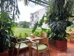 Video: Kafe Tepi Sawah di Jogja yang Punya Nasi Lauk Komplet