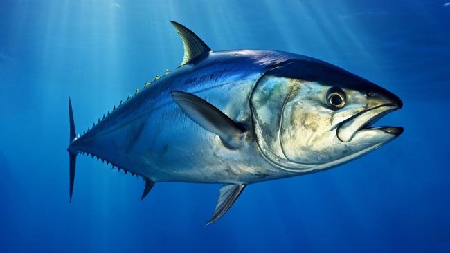 Waspada! 3 Ikan Favorit di Indonesia Ini Ternyata Perlu Dibatasi Konsumsinya