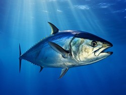 Waspada! 3 Ikan Favorit di Indonesia Ini Ternyata Perlu Dibatasi Konsumsinya