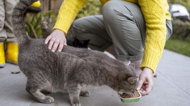 10 Ciri Kepribadian Langka Orang Yang Suka Beri Makan Kucing Atau Hewan Di Jalan