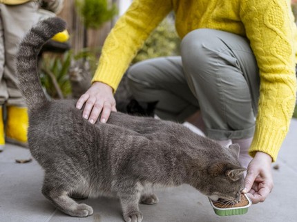 10 Ciri Kepribadian Langka Orang yang Suka Beri Makan Kucing di Jalan