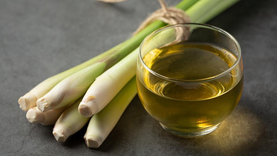 Ilustrasi sereh&comma; serai