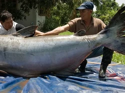 Kisah Penangkapan Lele Raksasa Sebesar Beruang