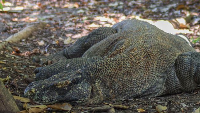 Indonesia memang memiliki keanekaragaman hayati, sayangnya ada beberapa hewan endemik yang terancam punah. Ini daftarnya.