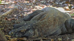 Daftar Hewan Endemik Indonesia yang Wajib Dilindungi