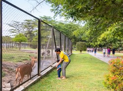 Serunya Jogging di Taman Kota USU, Bisa Sambil Beri Makan Rusa