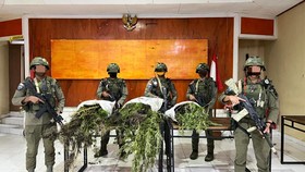 Satgas Cartenz Temukan Ladang Ganja di Pegunungan Bintang Papua