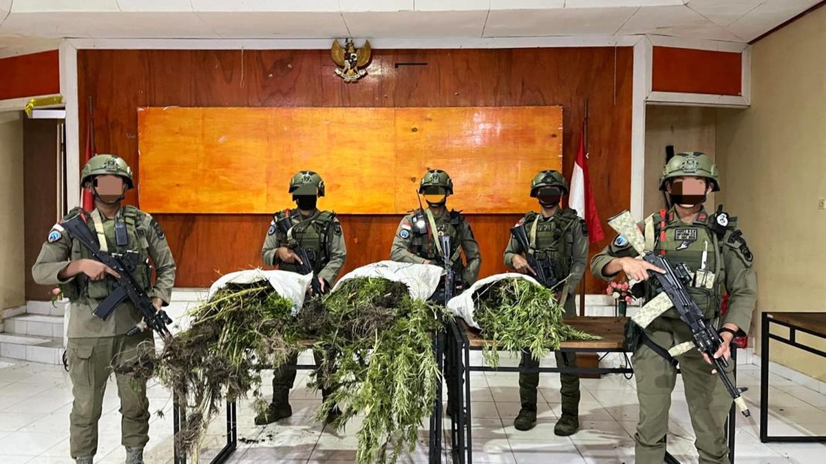 Satgas Cartenz Temukan Ladang Ganja di Pegunungan Bintang Papua