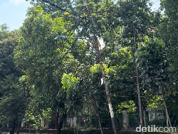 Video Semrawutnya Kabel Optik di Jakbar Sampai Bikin Tiang Listrik Roboh