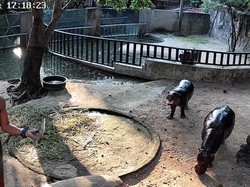 Masuk ke Kandang Moo Deng 2 Menit, Turis Didenda Rp 5,3 Juta