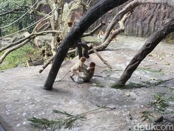 Gemas! Intip Bayi Bekantan yang Baru Lahir di Batu Secret Zoo
