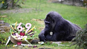 FOTO: Selamat Ulang Tahun ke-69, Gorila Tertua di Dunia!