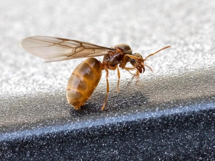 Semut Bersayap di Rumah Pertanda Apa? Ini Penyebab dan Cara Membasminya