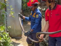 Geger Kemunculan King Kobra 3 Meter di Kamar Mandi Warga Ciamis