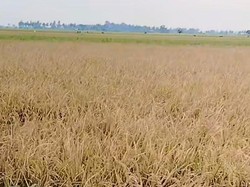 Diserbu Hama Penggerek, 2 Hektare Sawah di Pinrang Cuma Dapat 45 Karung Padi