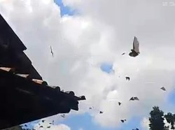 Horor! Ribuan Kelelawar Bersarang di Atap Rumah Warga Tasikmalaya