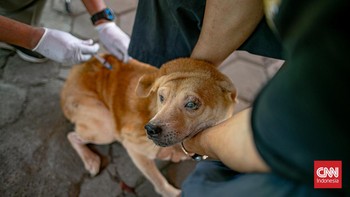 FOTO: Vaksin Gratis Menuju Jakarta Bebas Rabies