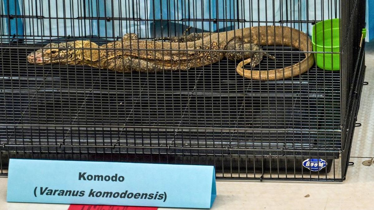 3 Tersangka Perburuan Liar di TN Komodo Terancam 10 Tahun Penjara