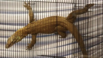 FOTO: Komodo-komodo Malang Dimasukkan Paralon, Dijual ke Thailand