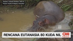 VIDEO: Rencana Eutanasia 80 Kuda Nil