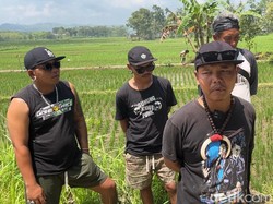 Keren! Kelompok Punk Gunungkidul Terjun ke Sawah Kembangkan Pertanian Organik