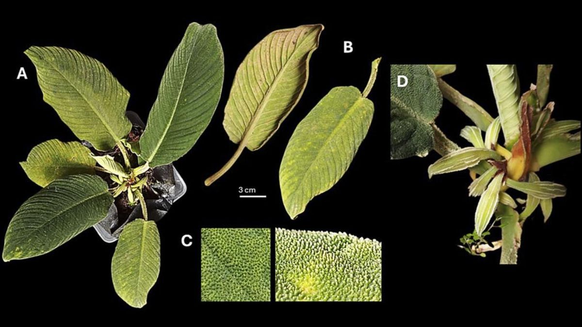 Ahli BRIN Temukan 3 Spesies Baru Gara-gara Konten di Sosmed