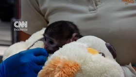 Kisah Yuji, Bayi Monyet Temukan Kehangatan dari Pelukan Boneka Beruang
