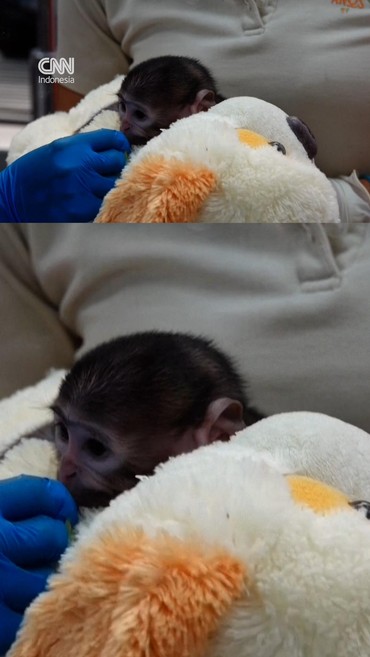 Kisah Yuji, Bayi Monyet Temukan Kehangatan dari Pelukan Boneka Beruang