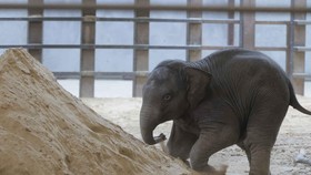 FOTO: Setelah 25 Tahun, Kebun Binatang AS Sambut Bayi Gajah Asia