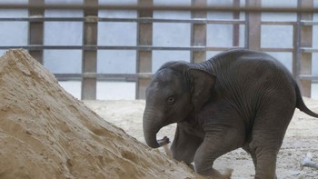 FOTO: Setelah 25 Tahun, Kebun Binatang AS Sambut Bayi Gajah Asia