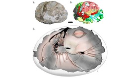 Batu Berusia 250 Juta Tahun Buktikan Nenek Moyang Mamalia Bertelur