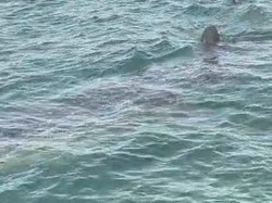 Ikan Paus Muncul di Perairan Barrang Lompo Makassar