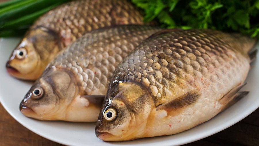 Ilustrasi ikan bandeng&comma; ikan nila