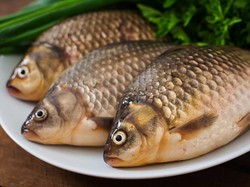 Sehat Nggak Harus Mahal, Ini 10 Ikan Murah Kaya Nutrisi dan Bergizi