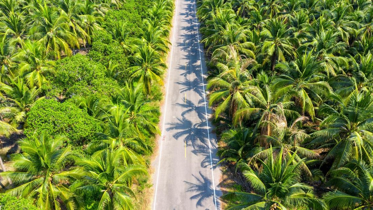Belajar Pengalaman Pahit 2022: Harga Sawit Petani Bisa Jatuh ke Rp500