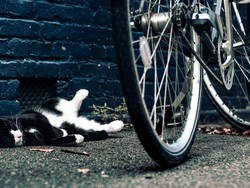 Benarkah Menabrak Kucing Membawa Sial? Ini Penjelasan Lengkapnya