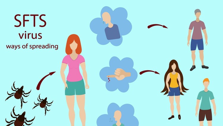 SFTS virus and humanity&period; Transmission of the SFTS virus from a person to another person through the mucous membranes and blood&period;  Vector illustration&period; Isolated turquoise background&period; A disease that leads to severe fever with thrombocytopenia syndrome&period; Dangerous insect tick bite&period; Flat style&period; Medical subject&period; Encephalitis&period; The idea of a web design&comma; scientific article&period; Fever&comma; severe cough&comma; vomiting&comma; diarrhea&period;