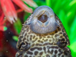 Apa Bahayanya Sapu-sapu? Yuk Kenalan dengan Ikan Berlapis Baja Satu Ini!