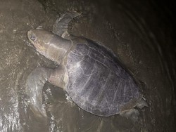 3 Penyu Ditemukan Mati Terdampar di Pantai Parepare dalam 2 Bulan