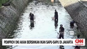 VIDEO: Pemprov DKI Akan Bersihkan Ikan Sapu-Sapu di Jakarta