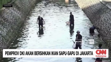 VIDEO: Pemprov DKI Akan Bersihkan Ikan Sapu-Sapu di Jakarta
