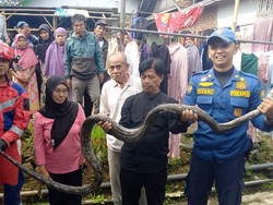 Pagi Mencekam di Dapur Amanah, Ular Sanca Lilit Kucing Peliharaan