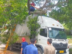 Pohon Tumbang Timpa 2 Kendaraan di Bogor, 2 Pengemudi Terluka